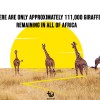 World Giraffe Day; everyone needs to Stand Tall to Save giraffes